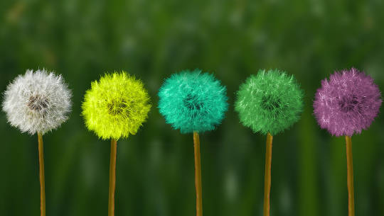 Renewal and Transformation: This Is Who You Are! dandelion in seed stage in various colors