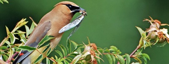 Birds Feeling The Sting of Bee-Killing Pesticides Birds Feeling The Sting of Bee-Killing Pesticides