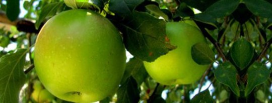 Your Call to Action: Picking God's Little Green Appes Your Call to Action: Picking God's Little Green Appes