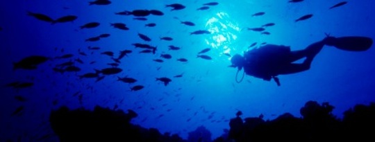 Before We Plunder The Deep Ocean Further We Must Take Stock of What Could Be Lost Before We Plunder The Deep Ocean Further We Must Take Stock of What Could Be Lost