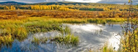 Wetlands Are One of the Smartest Investments We Can Make Wetlands Are One of the Smartest Investments We Can Make