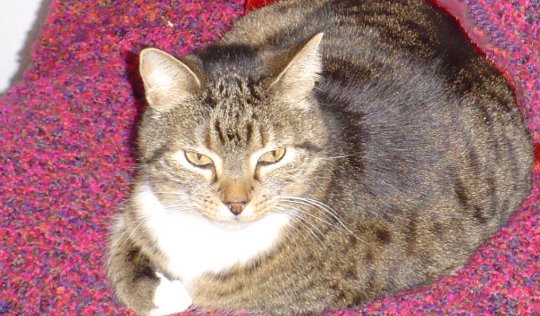 Cats And You: The Secret Healing Powers of Cats Cats And You: The Secret Healing Powers of Cats