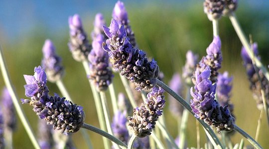 What Is Aromatherapy? What Is Aromatherapy?
