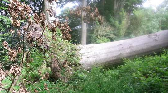 If A Tree Fell In The Woods... If A Tree Fell In The Woods...