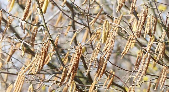 The Reasons Behind the Modern Pollen Allergy Epidemic The Reasons Behind the Modern Pollen Allergy Epidemic