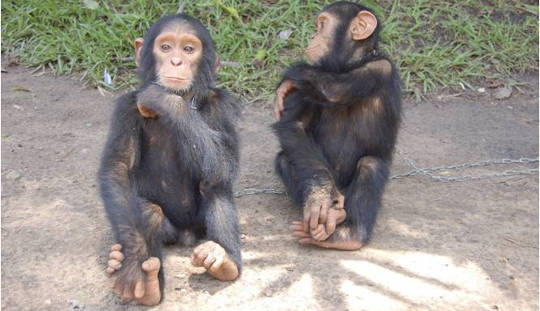 Watch Mom Teach Young Chimps To Use Tools Watch Mom Teach Young Chimps To Use Tools