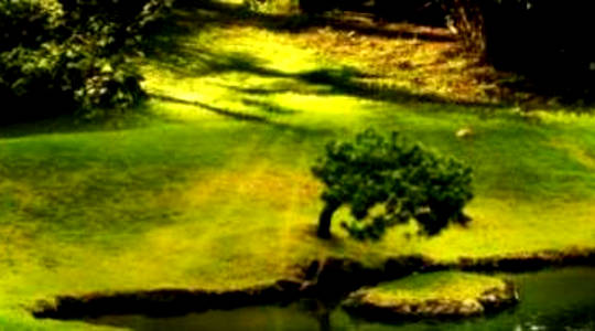 Daily Zen And The Ordinary Mind Daily Zen And The Ordinary Mind