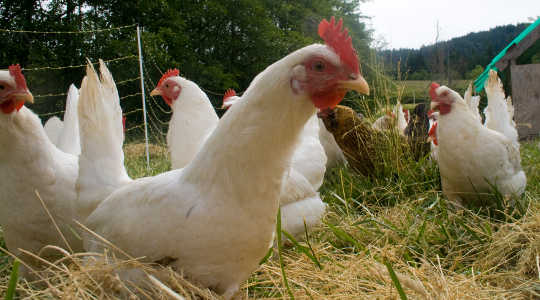 How Bacteria In Undercooked Chicken Can Cause Paralysis How Bacteria In Undercooked Chicken Can Cause Paralysis