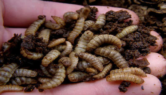 How We Could Feed Growing Population With Flies