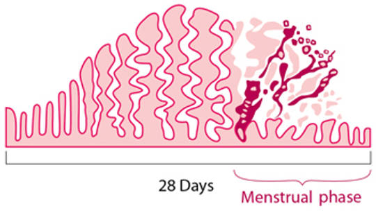 The Short Menstrual Cycle Is Linked To Lower Fertility The Short Menstrual Cycle Is Linked To Lower Fertility
