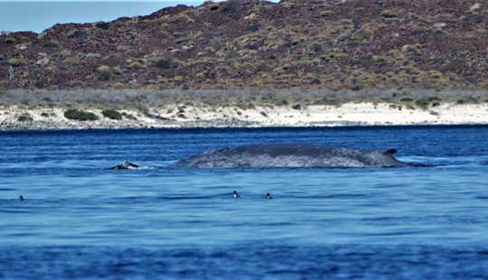 The Blue Whales The Blue Whales