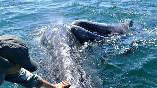 The Grey Whales The Grey Whales