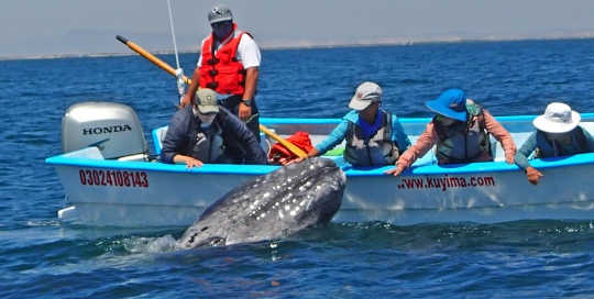 touching grey whales touching grey whales