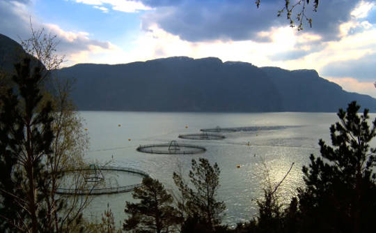 Offshore Farms Could Meet Global Fish Demand Offshore Farms Could Meet Global Fish Demand