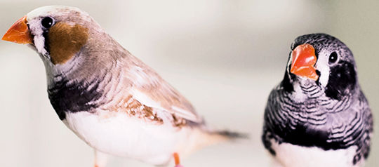 Two zebra finches. (Credit: Raina Fan/McGill) Two zebra finches. (Credit: Raina Fan/McGill)