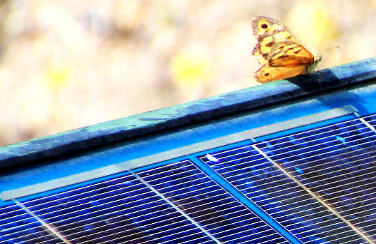 New Cheaper Solar Battery Is Made With A Pee Ingredient New Cheaper Solar Battery Is Made With A Pee Ingredient