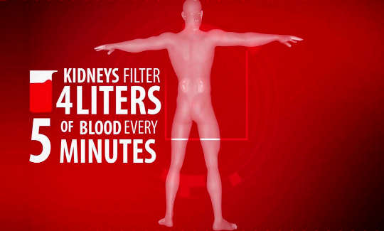 Why The Kidneys Play A Vital Role In Health And Longevity Why The Kidneys Play A Vital Role In Health And Longevity