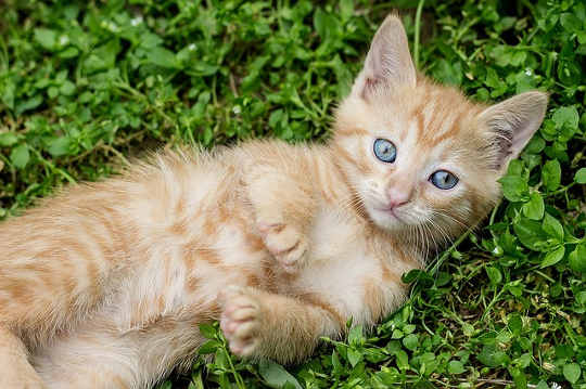 Dharma -- My Little Furry Angel of Peace and Love Dharma -- My Little Furry Angel of Peace and Love