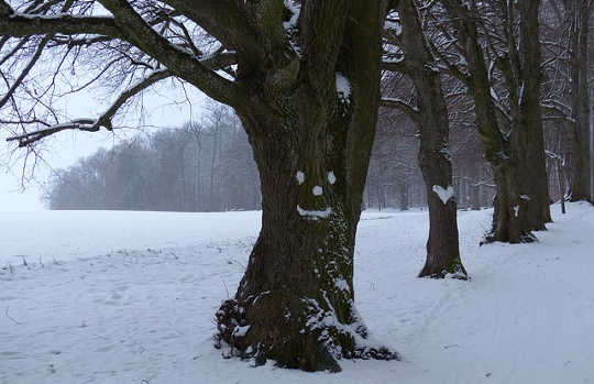 What Are The Benefits of Walking the Heart Path? What Are The Benefits of Walking the Heart Path?