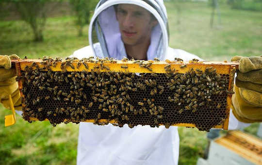 The Healing Power of the Hum of the Humming Bees The Healing Power of the Hum of the Humming Bees
