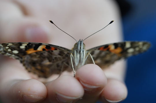 Midlife Clarity: A Butterfly Emerging from its Cocoon and Taking Flight Midlife Clarity: A Butterfly Emerging from its Cocoon and Taking Flight