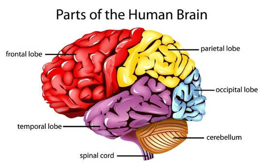 The frontal and temporal lobes of the brain, shown here, are particularly susceptible to injury. (What is traumatic brain injury) The frontal and temporal lobes of the brain, shown here, are particularly susceptible to injury. (What is traumatic brain injury)