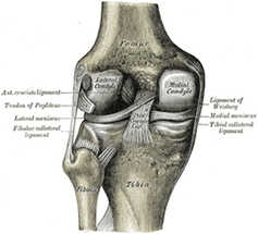 Knee Arthroscopy Is One Of The Most Common And Why The Least Effective Surgeries