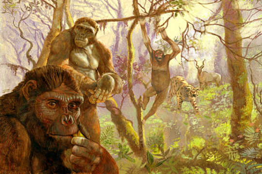 There Is A Next To Zero Chance That Apelike Fossil Is Our Direct Ancestor