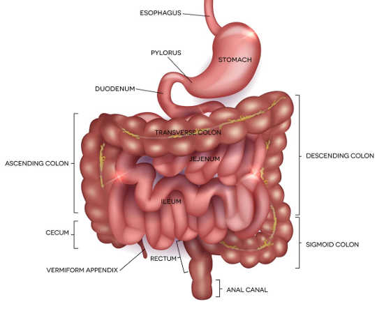 What Causes Bloating And Gassiness? What Causes Bloating And Gassiness?