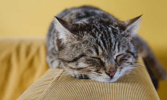 To Make Laziness Work For You, Put Some Effort Into It To Make Laziness Work For You, Put Some Effort Into It