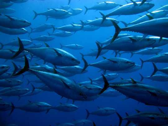 Climate Change And Overfishing Are Boosting Toxic Mercury Levels In Fish Climate Change And Overfishing Are Boosting Toxic Mercury Levels In Fish