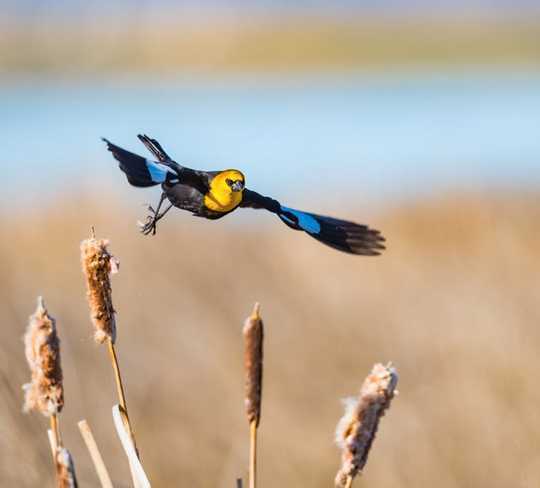 Warmer, Wetter Climate Benefits Some Birds As Wetlands Vanish Warmer, Wetter Climate Benefits Some Birds As Wetlands Vanish