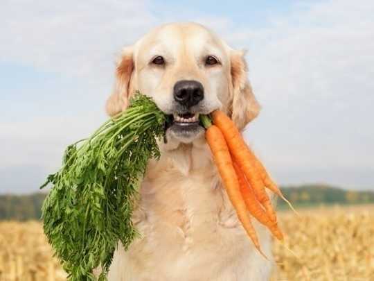 Being An Omnivore Is Actually Quite Odd Being An Omnivore Is Actually Quite Odd