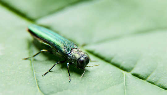 Invasive Pests Kill Enough Trees To Hamper Carbon Storage Invasive Pests Kill Enough Trees To Hamper Carbon Storage