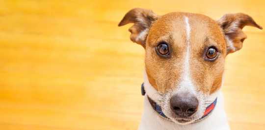 What's The Value Of Your Dog's Life, And Why It Matters What's The Value Of Your Dog's Life, And Why It Matters