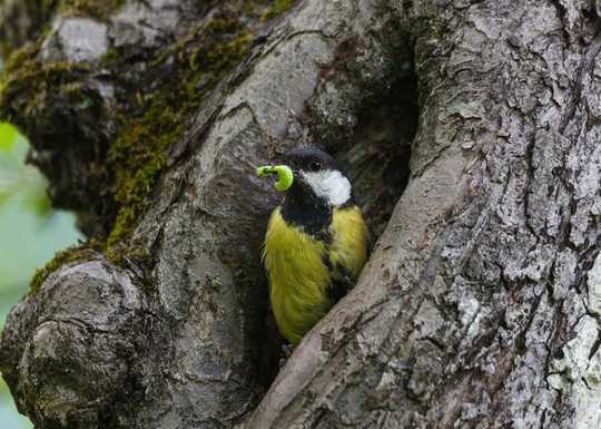 How Climate Breakdown Is Knocking The Natural World Out Of Sync And Why We Should All Be Worried How Climate Breakdown Is Knocking The Natural World Out Of Sync And Why We Should All Be Worried