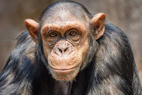 Can We Really Know What Animals Are Thinking? Can We Really Know What Animals Are Thinking?