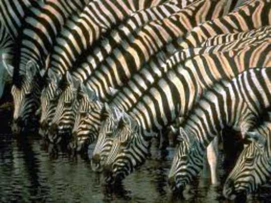 How Herd Thinking Can Make Us Worse At Forecasting How Herd Thinking Can Make Us Worse At Forecasting