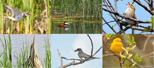 Warmer, Wetter Climate Benefits Some Birds As Wetlands Vanish Warmer, Wetter Climate Benefits Some Birds As Wetlands Vanish