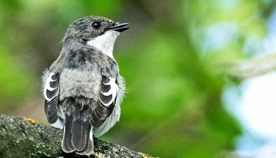 Can Animals Adapt Fast Enough To The Climate Crisis? Can Animals Adapt Fast Enough To The Climate Crisis?