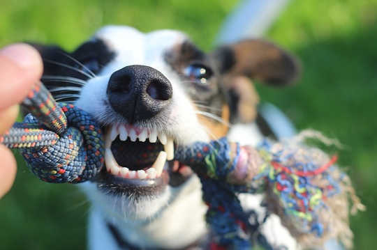 You Are Not An Old Dog: Moving From Head Space to Heart Space You Are Not An Old Dog: Moving From Head Space to Heart Space