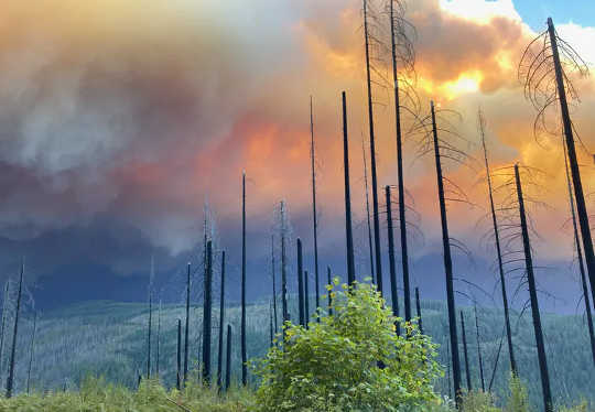 How Both Climate Change and Forest Management Have Fueled Today's Epic Western Wildfires How Both Climate Change and Forest Management Have Fueled Today's Epic Western Wildfires