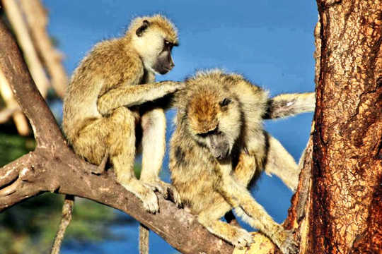 Male Baboons With Female Pals Live Longer Male Baboons With Female Pals Live Longer