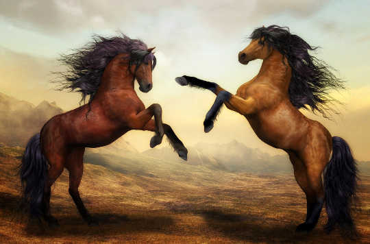 It's Not About the Horse: The Horse Is A Mirror It's Not About the Horse: The Horse Is A Mirror