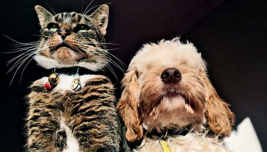What Do We Know About COVID-19 And Pets? What Do We Know About COVID-19 And Pets?