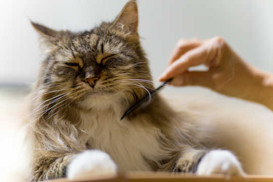 Why Anxious People Tend To Really Love Their Cats Why Anxious People Tend To Really Love Their Cats