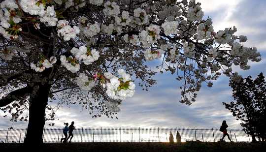 City Heat Islands Trick Trees Into Thinking It’s Spring City Heat Islands Trick Trees Into Thinking It’s Spring