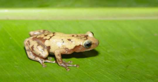 Climate Crisis Could Cause a Third of Plant and Animal Species to Disappear Within 50 Years Climate Crisis Could Cause a Third of Plant and Animal Species to Disappear Within 50 Years