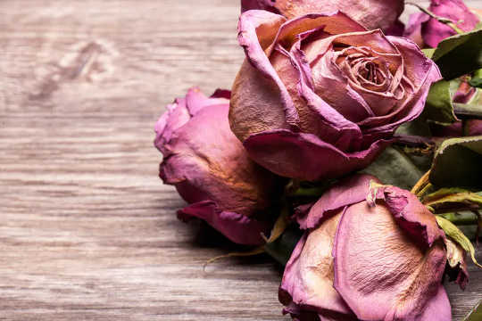 Why Do Regrets Over Lost Love Often Stop Us Being Happy – And How Can We Move Forward? Why Do Regrets Over Lost Love Often Stop Us Being Happy – And How Can We Move Forward?