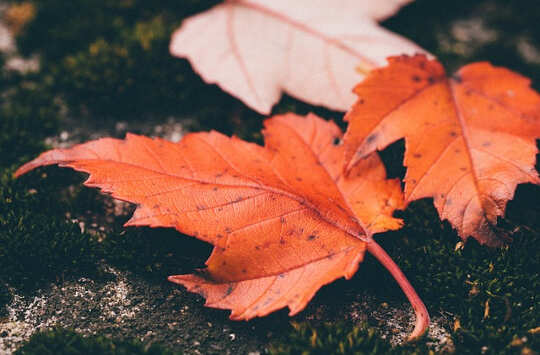 Change Is Inevitable, So Don't Freak Out! autumn leaves